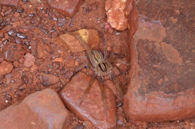 Miturga_lineata_D3480_Z_82_Karinji NP_Australie.jpg